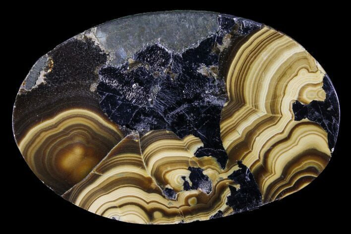 Polished Schalenblende Cabochon - Poland #96761